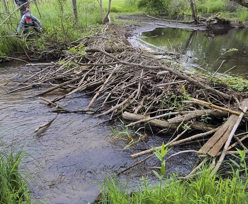 KVCTU Prepares Silver Creek for Beaver Dam Removal